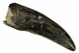 Serrated, Tyrannosaur Tooth - Two Medicine Formation #149110-1
